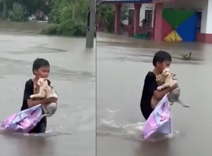 un bambino salva 3 gattini dalle inondazioni in Malesia