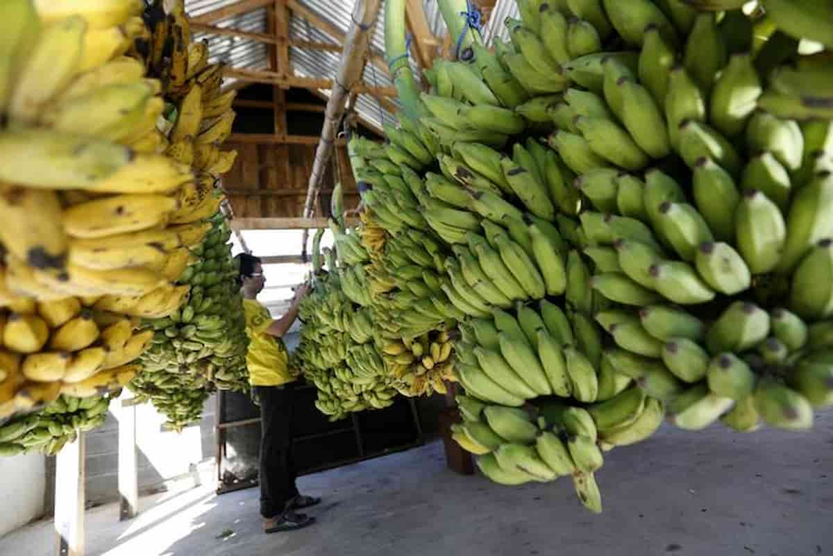 Un casco per una banana