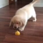 un cane gioca con un limone