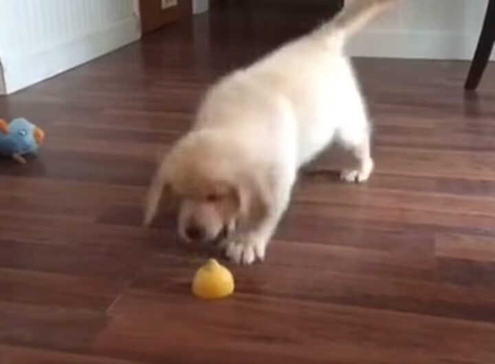 un cane gioca con un limone