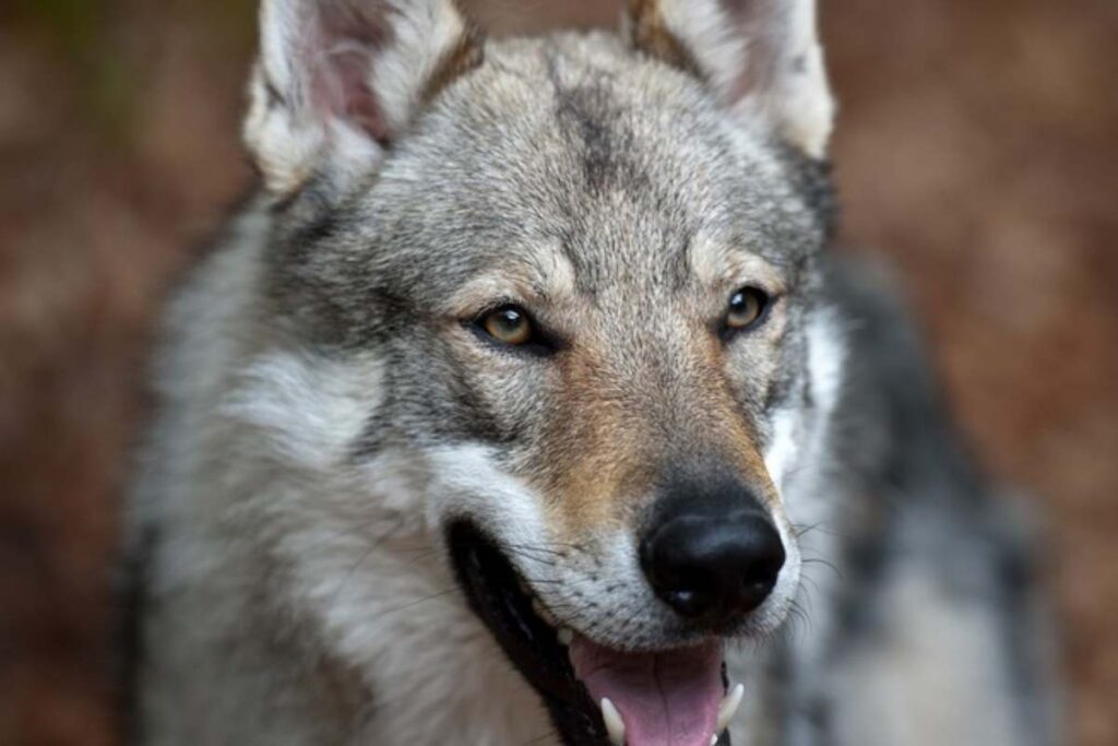 cane lupo cecoslovacco