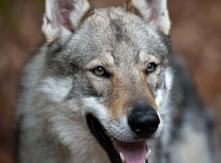 cane lupo cecoslovacco