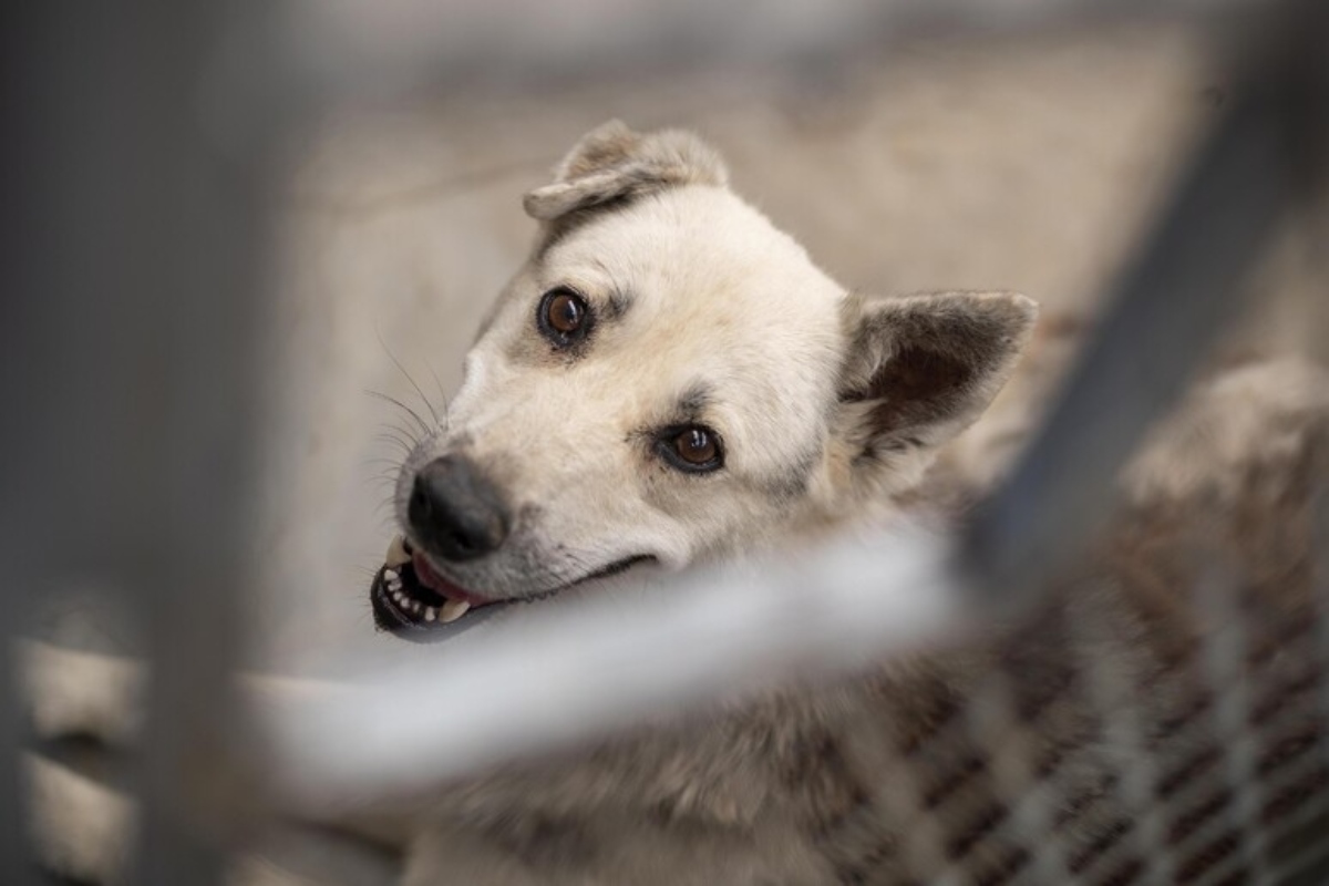 cane immagine di repertorio