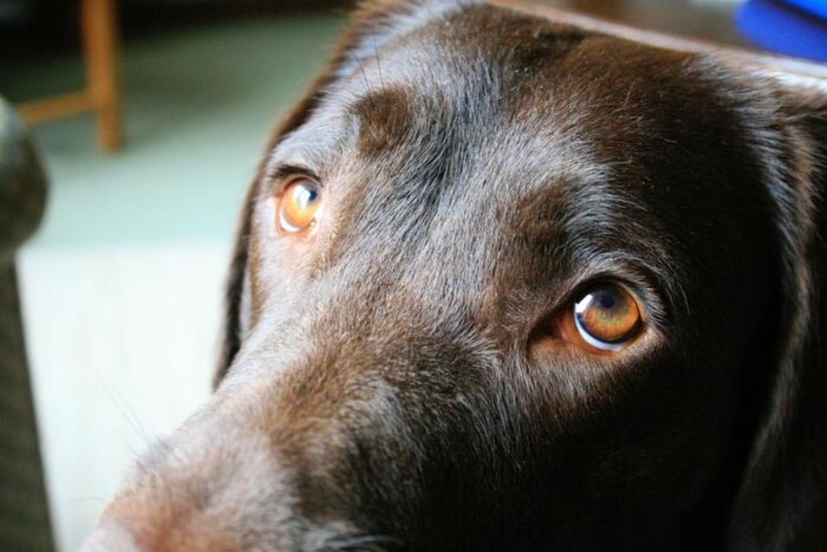 cane immagine di repertorio