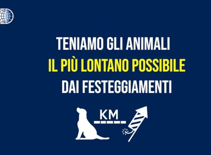 il primo consiglio dell'Oipa per proteggere gli animali dai botti di Capdanno