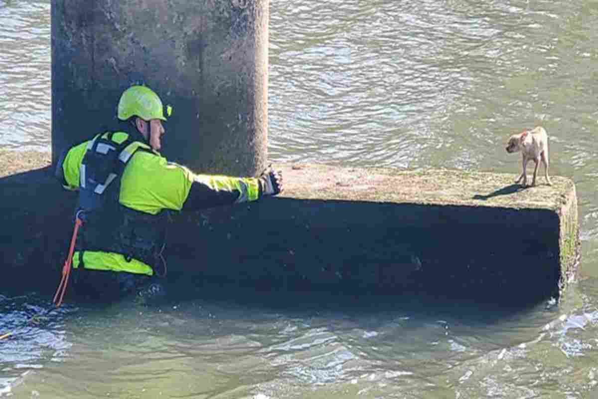 Il video dei vigili del fuoco che salvano un chihuahua dalle acque gelide del fiume