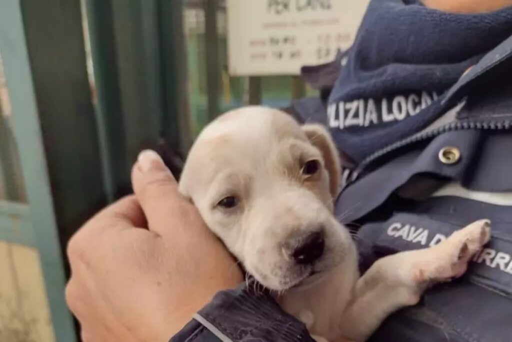 cucciolo di cane