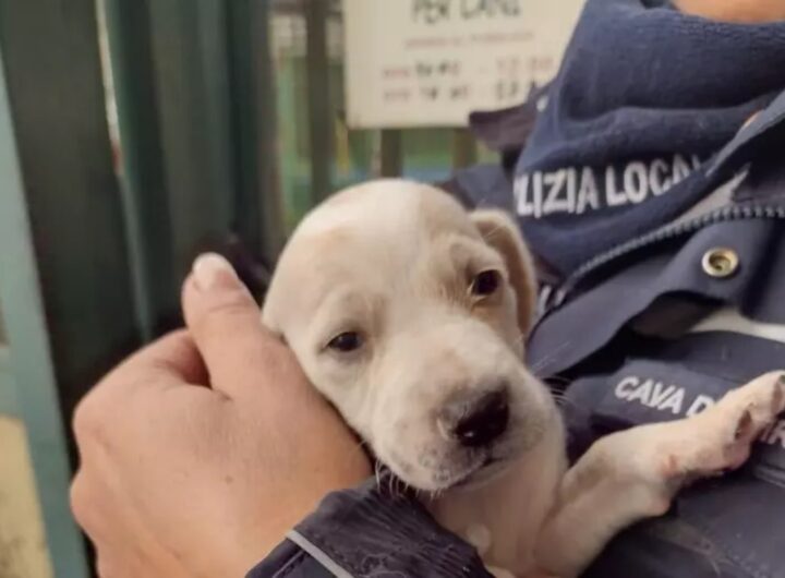 cucciolo di cane