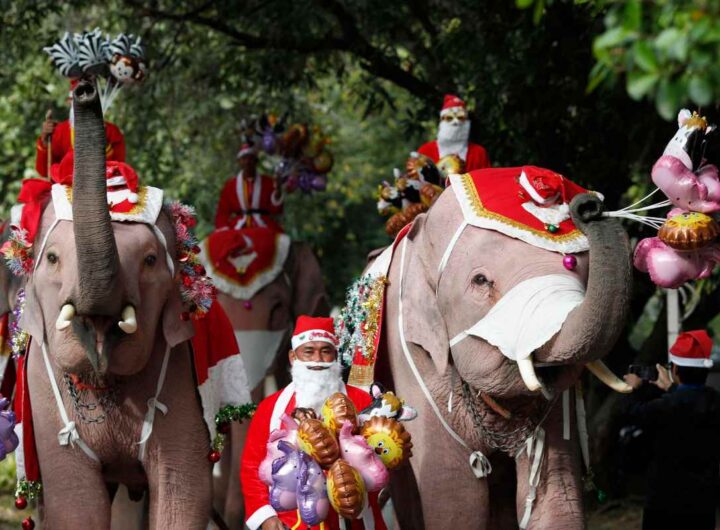 elefanti vestiti da babbo natale