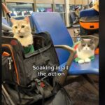 due gatti vestiti da elfo in aeroporto