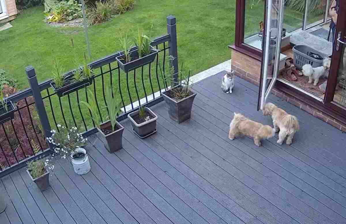 Un gatto obbliga i cani a rientrare in casa