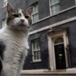 il gatto di downing street