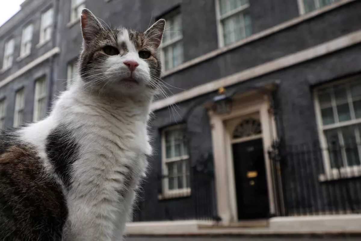 il gatto di downing street