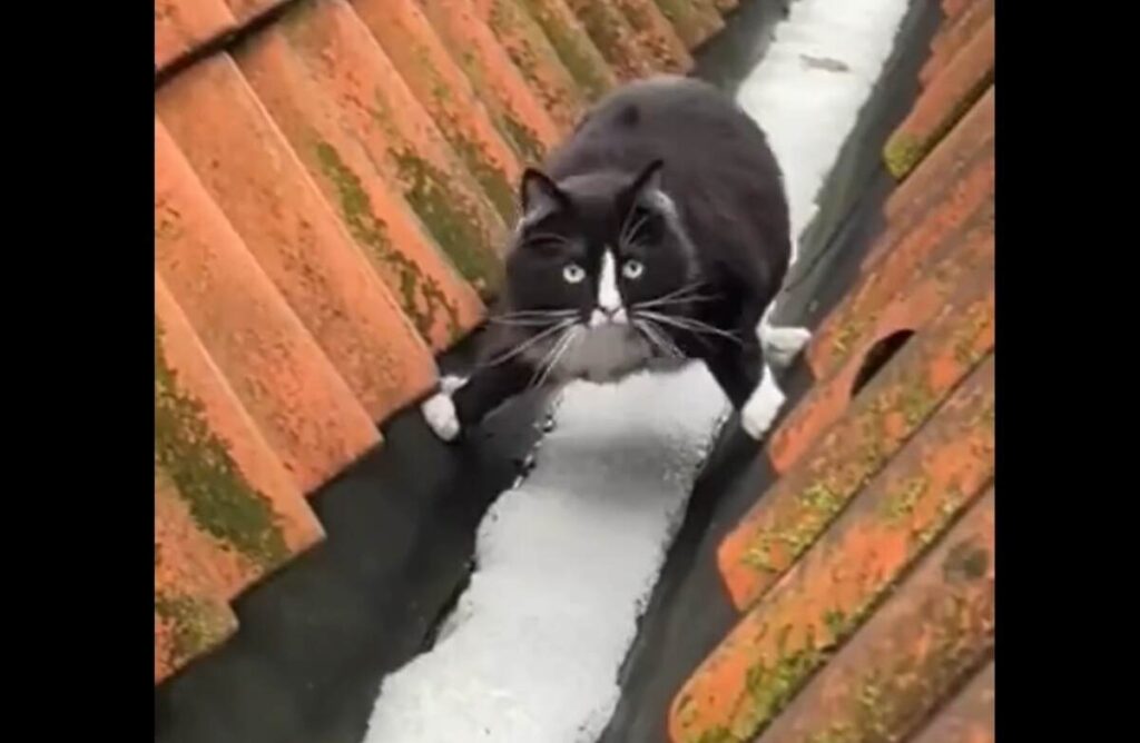 un gatto che cerca di attraversare la neve