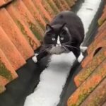 un gatto che cerca di attraversare la neve