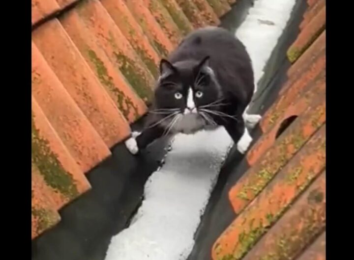 un gatto che cerca di attraversare la neve