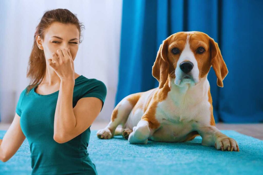 eliminare l'odore di cane in casa