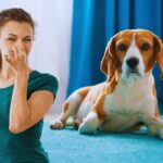 eliminare l'odore di cane in casa