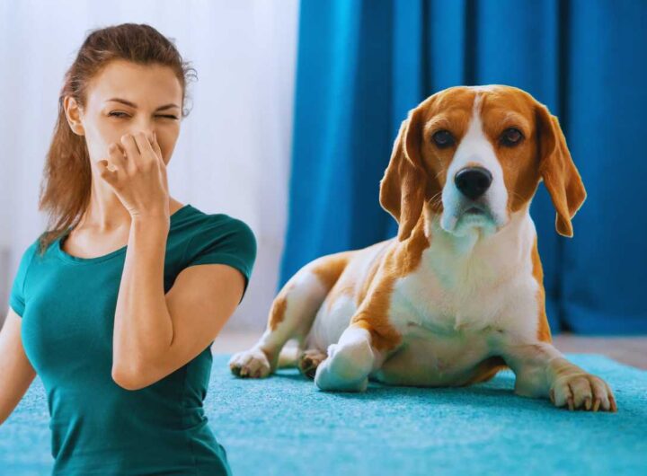 eliminare l'odore di cane in casa