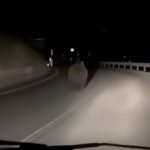 orso inseguito da auto