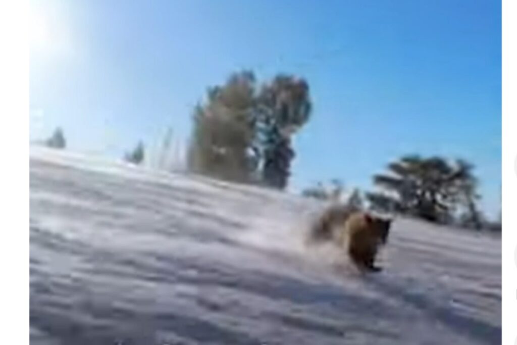 orso su pista da sci