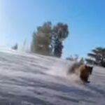 orso su pista da sci