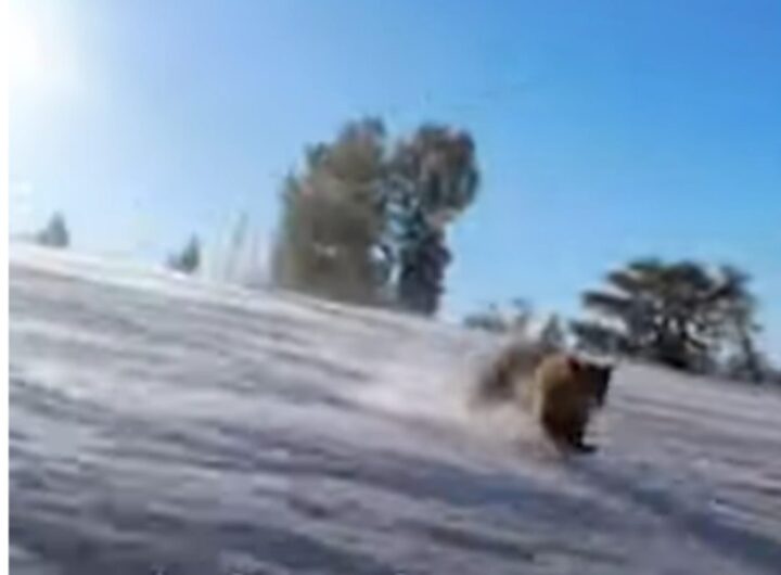 orso su pista da sci