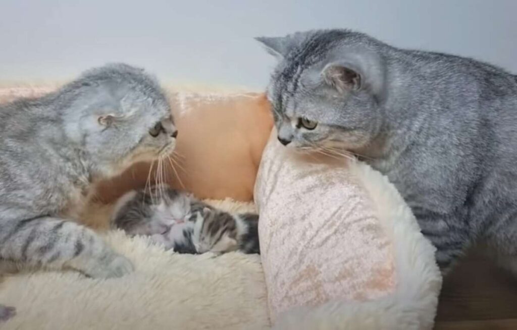 papà gato vuole incontrare i suoi cuccioli