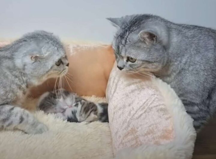 papà gato vuole incontrare i suoi cuccioli