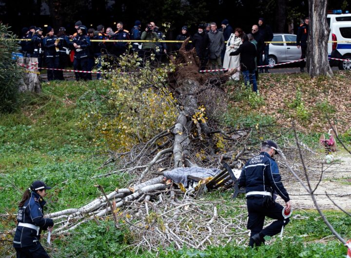 albero caduto parco labor roma