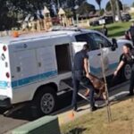 Polizia portano via i pitbull catturati a San Diego