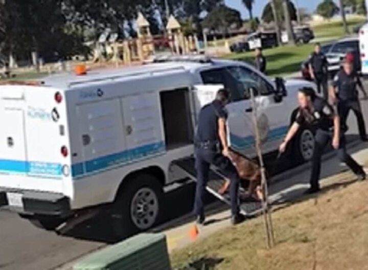 Polizia portano via i pitbull catturati a San Diego