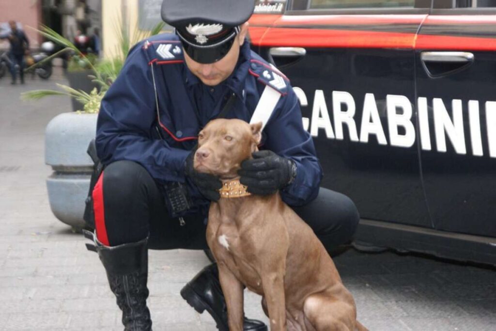 carabiniere accarezza un pitbull