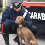 carabiniere accarezza un pitbull