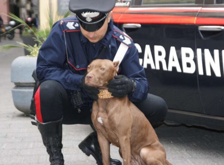 carabiniere accarezza un pitbull