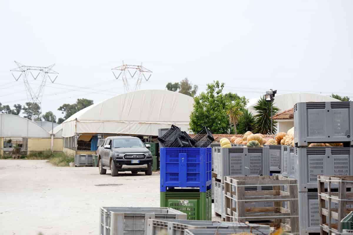 azienda di satnam, il bracciante sickh