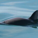 vaquita