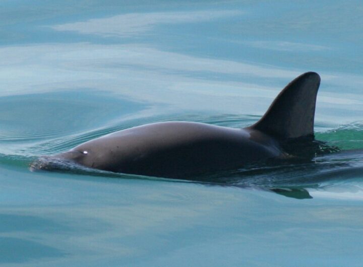 vaquita