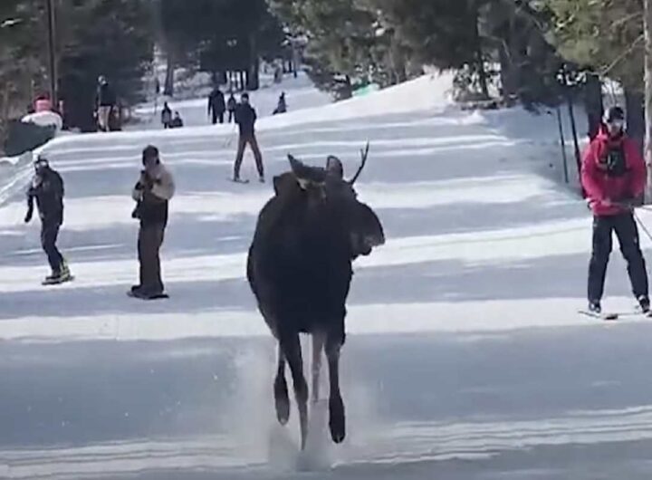 Alce invade la pista sciistica