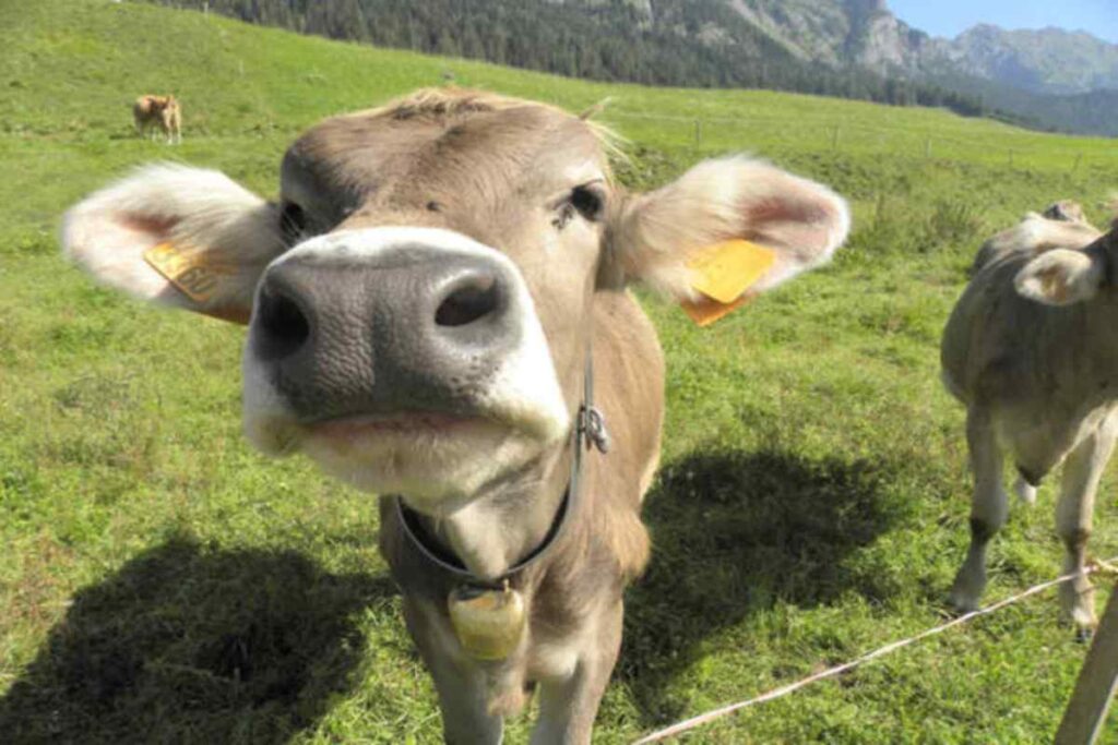 Il primo piano di una mucca