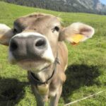 Il primo piano di una mucca