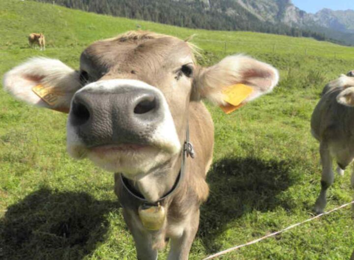 Il primo piano di una mucca