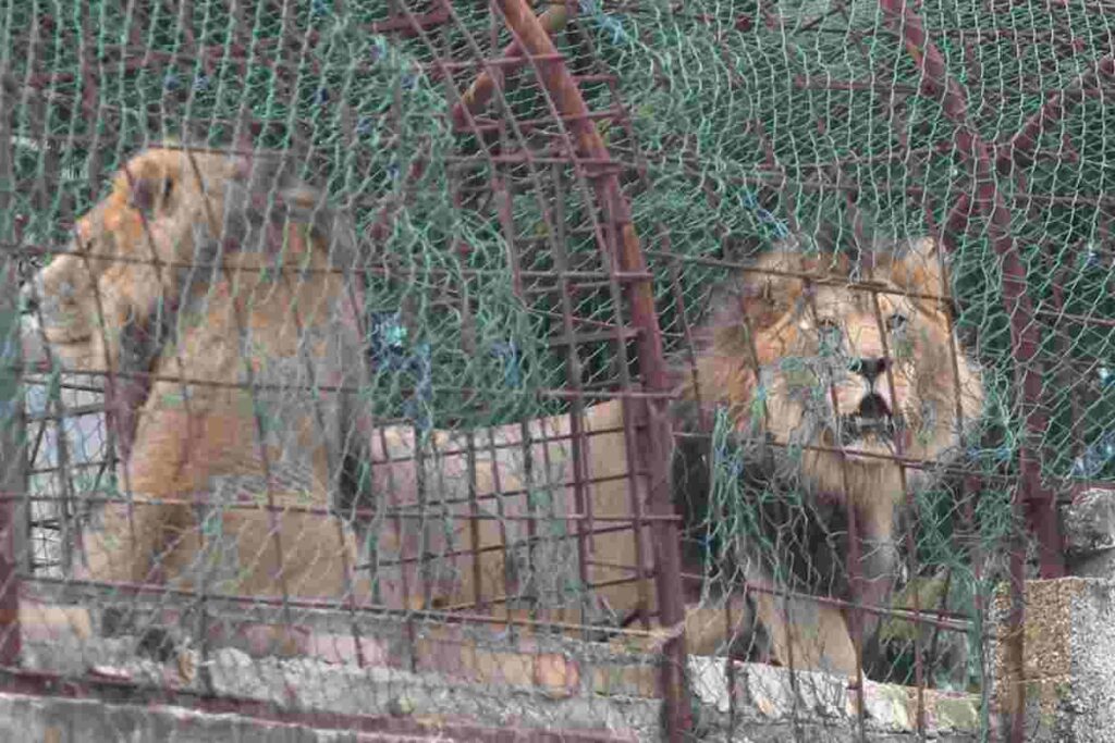 Leoni in uno zoo