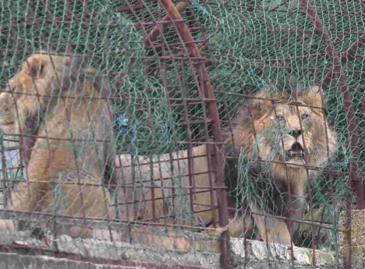 Leoni in uno zoo