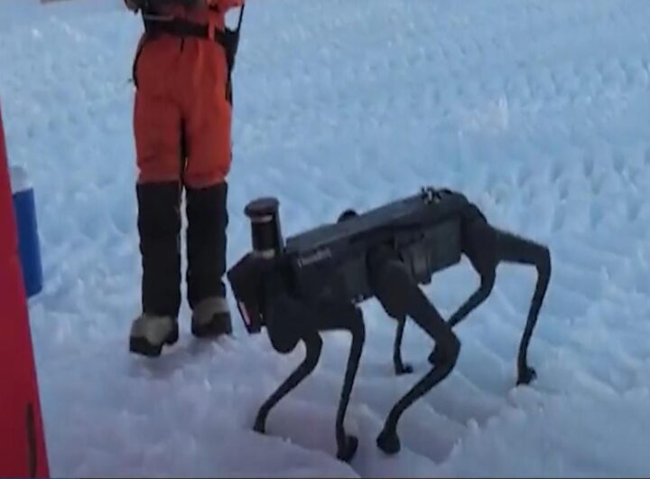 Cane robot cinese sulla neve