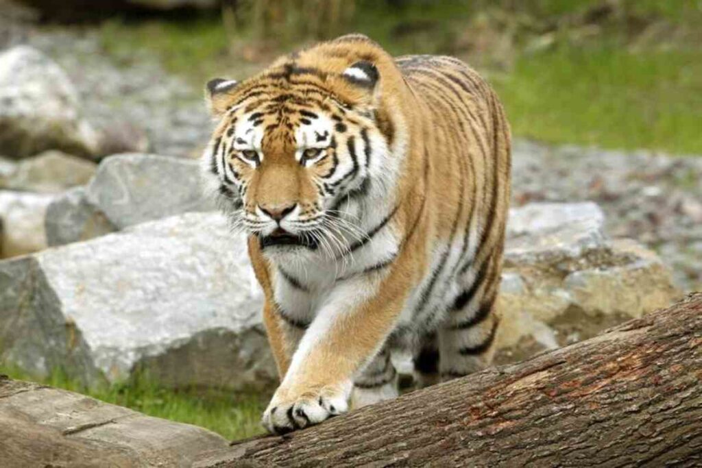 Una tigre siberiana