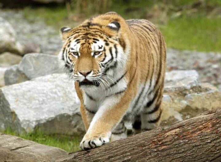 Una tigre siberiana