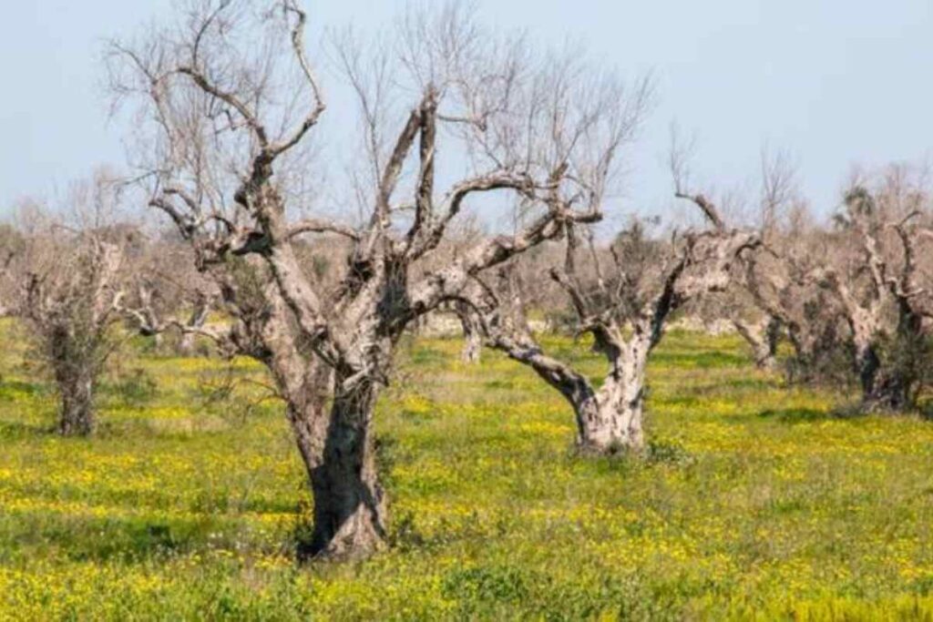 Xylella ulivi