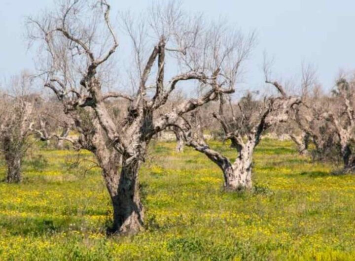 Xylella ulivi