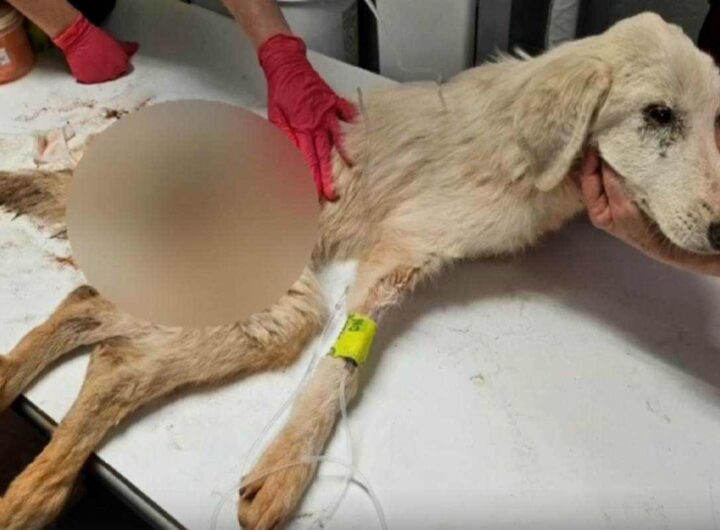 Bree, la cagnolina ferita alla spina dorsale da un proiettile